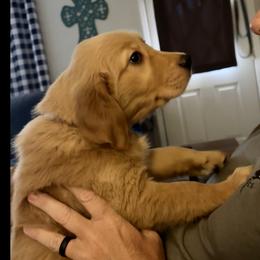 Golden Retriever Puppies from Sydney’s Goldens