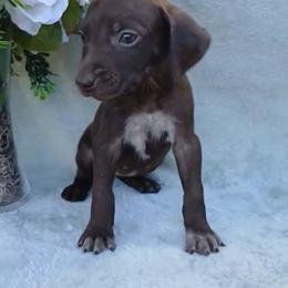 Girl 2 - Liver female German Shorthaired Pointer puppy in Laporte, Minnesota from Northern Odyssey Gun Dogs