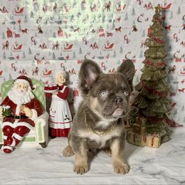 Jack - Blue male French Bulldog puppy in Plano, Illinois from Velvet Fluffy Pups