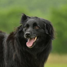 Kiwi - Miniature Australian Shepherd