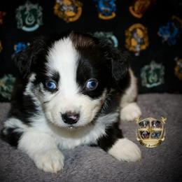 Tin man - Blue merle male Australian Shepherd puppy in El Dorado Springs, Missouri from HP Aussie Kennels