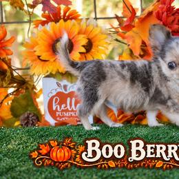 Boo Berry - Blue merle male Chihuahua puppy in Demorest, Georgia from Sourpatch Chihuahuas