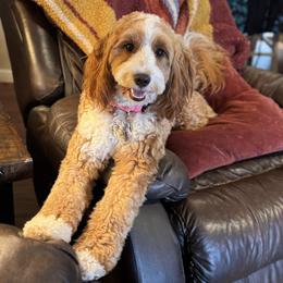 Story - Goldendoodle