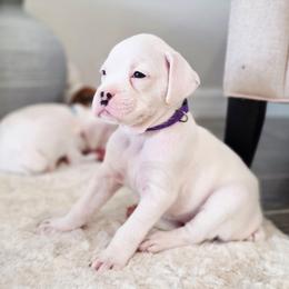 Girl 3 - White female Boxer puppy in Howey In The Hills, Florida from Bayla Belle & Blossom's Boxers
