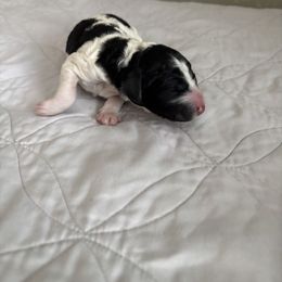 Poodle Puppies from Genesis Kinnibrugh