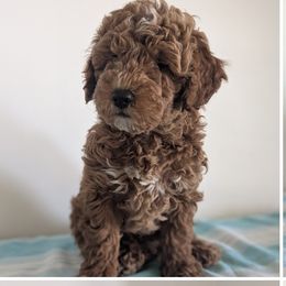 Betsy - female Whoodle puppy in Layton, Utah from Penny's Puppies