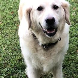 Golden Retrievers from Mimi's English Cream Golden Retriever's