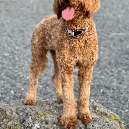Goldendoodle All Grown Up from Sunshine Doodles