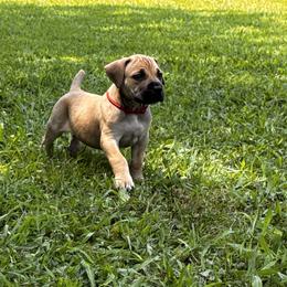 Mulan - Fawn female Boerboel puppy in Bon Aqua, Tennessee from Erickson Ranch Boerboels