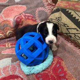 Australian Shepherd Puppies from Hall's Australian Shepherds