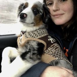 Miniature Australian Shepherd and Toy Australian Shepherd All Grown Up from 2Lazy2P Mini Aussies