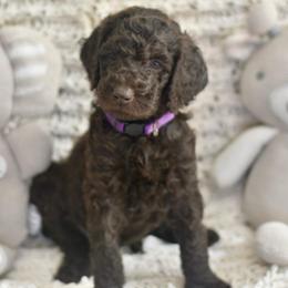 Purpple - Chocolate female Labradoodle puppy in Chula Vista, California from Coastal Cocoa Labradoodle