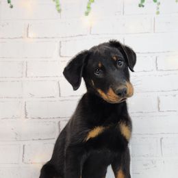 Pineberry - Black and rust male Beauceron puppy in Seattle, Washington from SilverStruck Kennels