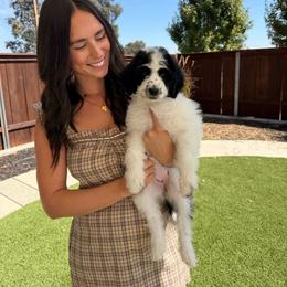 Caroline - Black and white female Bernedoodle puppy in Yuba City, California from Ranch House Doodles