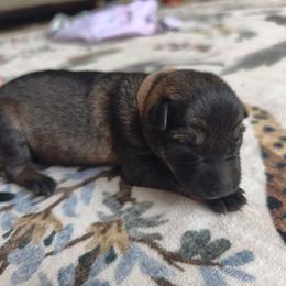 Crystal - Sable female German Shepherd puppy in Southern Maryland, Maryland from Reddington Shepherds
