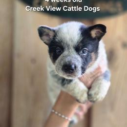 Boy 2 - Blue male Australian Cattle Dog puppy in Monroe, North Carolina from Creek View Cattle Dogs