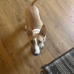 Bull Terrier Puppies from Lynn Hill Bull Terriers