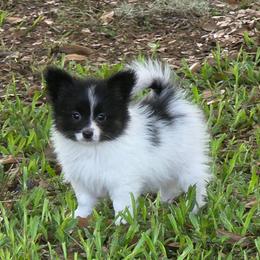 Marley - White black and tan male Papillon puppy in Myakka City, Florida from LaRae's Papillons