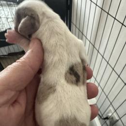Girl 3 - Piebald female Dachshund puppy in Casselberry, Florida from Amore Mini Dachshund Breeders & More