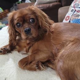 Assorted Doodle Crosses, Cavalier King Charles Spaniels, and Goldendoodles from Wookie Doodles