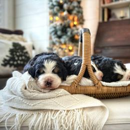 Bernese Mountain Dog Puppies from Golden Willow Puppies