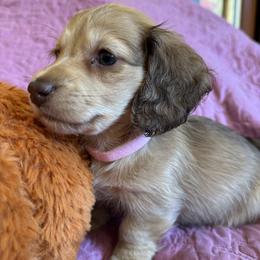 Daffodil (light pink collar) - Cream female Dachshund puppy in Fieldbrook, California from Honeydox Miniature Dachshunds
