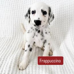 Frappuccino - LUA long coat - White and black male Dalmatian puppy in Davenport, Florida from Sunny Jewels Dalmatians