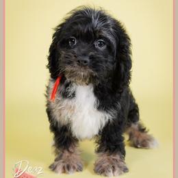 Charming - Merle male Cockapoo puppy in Connersville, Indiana from Deaz Doodle Ranch
