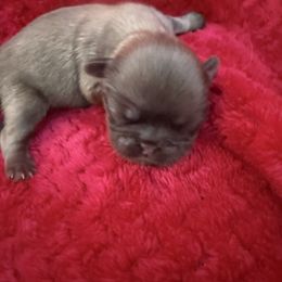 Sophia - Fawn sable female Pekingese puppy in Mabank, Texas from Peke Lovers of Texas
