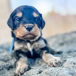 Monty (Montana) Blue - Phantom male Goldendoodle puppy in Twin Falls, Idaho from Magic Valley Family Doodles