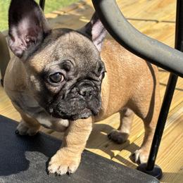 Precious - Blue fawn female French Bulldog puppy in Alabama from Southern Bulldogs