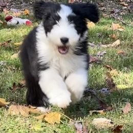 Bearded Collie and Border Collie Puppies from Beloved Bearded & Border Collies