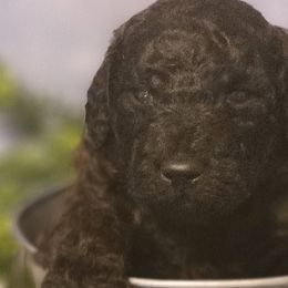 Boy 1 - Goldendoodle puppy in Noxapater, Mississippi from Southern Grace Goldendoodles