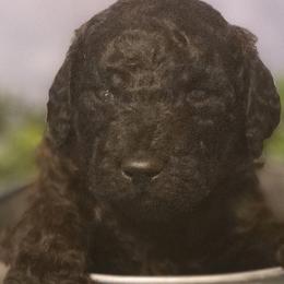 Boy 1 - Goldendoodle puppy in Noxapater, Mississippi from Southern Grace Goldendoodles