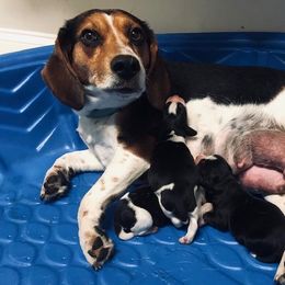 Shelby - Beagle