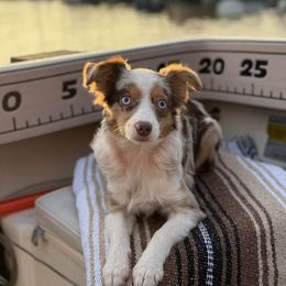 Shalah - Red merle female Miniature Australian Shepherd puppy in Visalia, California from Yours Beloved Mini Aussies