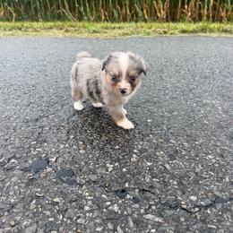 Sunny - Blue merle male Toy Australian Shepherd puppy in Puryear, Tennessee from A&W Toy Aussies