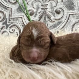 Boy 6 - Poodle puppy in Oxford, Alabama from Posh Poodles Alabama