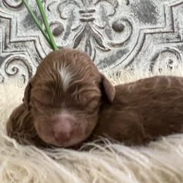 Boy 6 - Poodle puppy in Oxford, Alabama from Posh Poodles Alabama