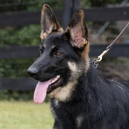 German Shepherds from Mojave German Shepherds