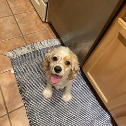 Cocker Spaniel All Grown Up from Sweet Peach Cocker Spaniels