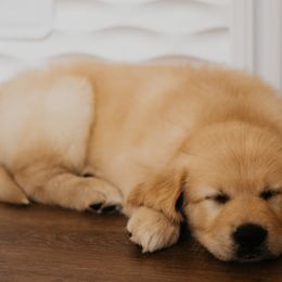 Golden Retriever Puppies from Rosemary Goldens