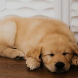 Golden Retriever Puppies from Rosemary Goldens