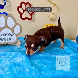 Eggnog Latte - Chocolate and tan female Chihuahua puppy in Woodstock, Georgia from iChihuahuas Kennel