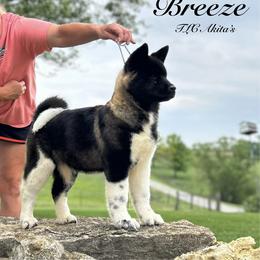 Akita Puppies from TLC Akitas