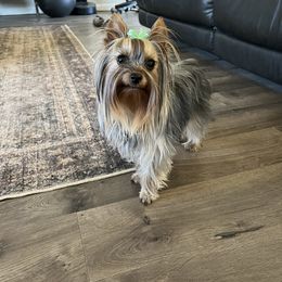 Fanny - Yorkshire Terrier