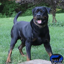 Zamp - Rottweiler