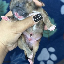 Ckc CARTER - Brindle male Shih Tzu puppy in Roseville, Michigan from Diamond Paws LLC