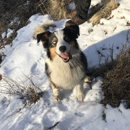 Finn - Australian Shepherd