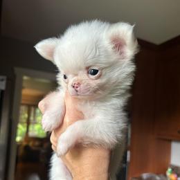 Bub - Cream and white male Chihuahua puppy in Altoona, Alabama from Shady Grove Chihuahuas